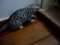 Growlin' playful kitty