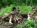 BSI  -  BIGFOOT FILES - CASE # 111