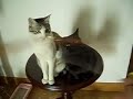 Cat Scratch Fever