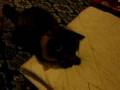 �L�ʋ�����13