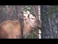 Click here to watch this video Täysiajan Napsu