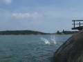plongeon