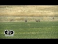 Wyoming White Tail Deer From CVA