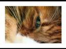 Tigerstar And Sasha- Later