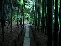 Through the bamboo woods Through the bamboo woods
