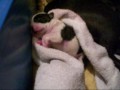 Boston Terrier pup/ A Hard days Night