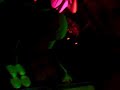 Hollywood Bardolino Pier Piu Dj