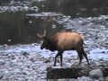 Quinault ONP Rossevelt bull