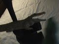 Ceratosaurus vs. Crocodile: Ladder Match from BP