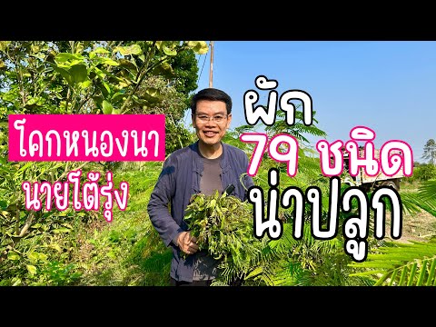 ผัก 79 ชนิด น่าปลูก : โคกหนองนา นายโต้รุ่ง จ.บุรีรัมย์