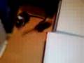 videos de gerbile