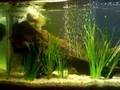 murray cod V gold fish