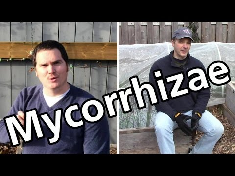 how to isolate arbuscular mycorrhizal fungi