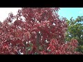 Asheville Leaf Season 2009 on the Blue Ridge Parkway #colorhunter #avlcolors