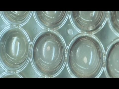 how to grow b cells