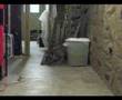 The Dog Escape