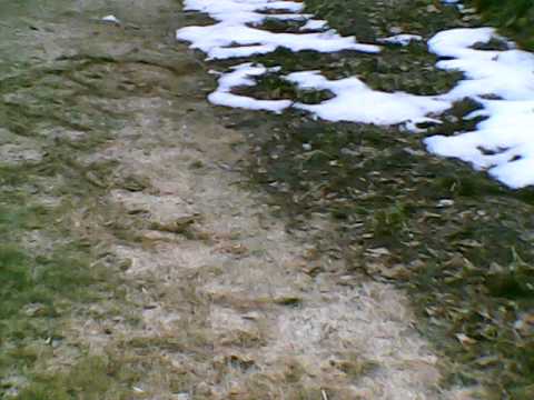 how to grow a lemon tree in nj