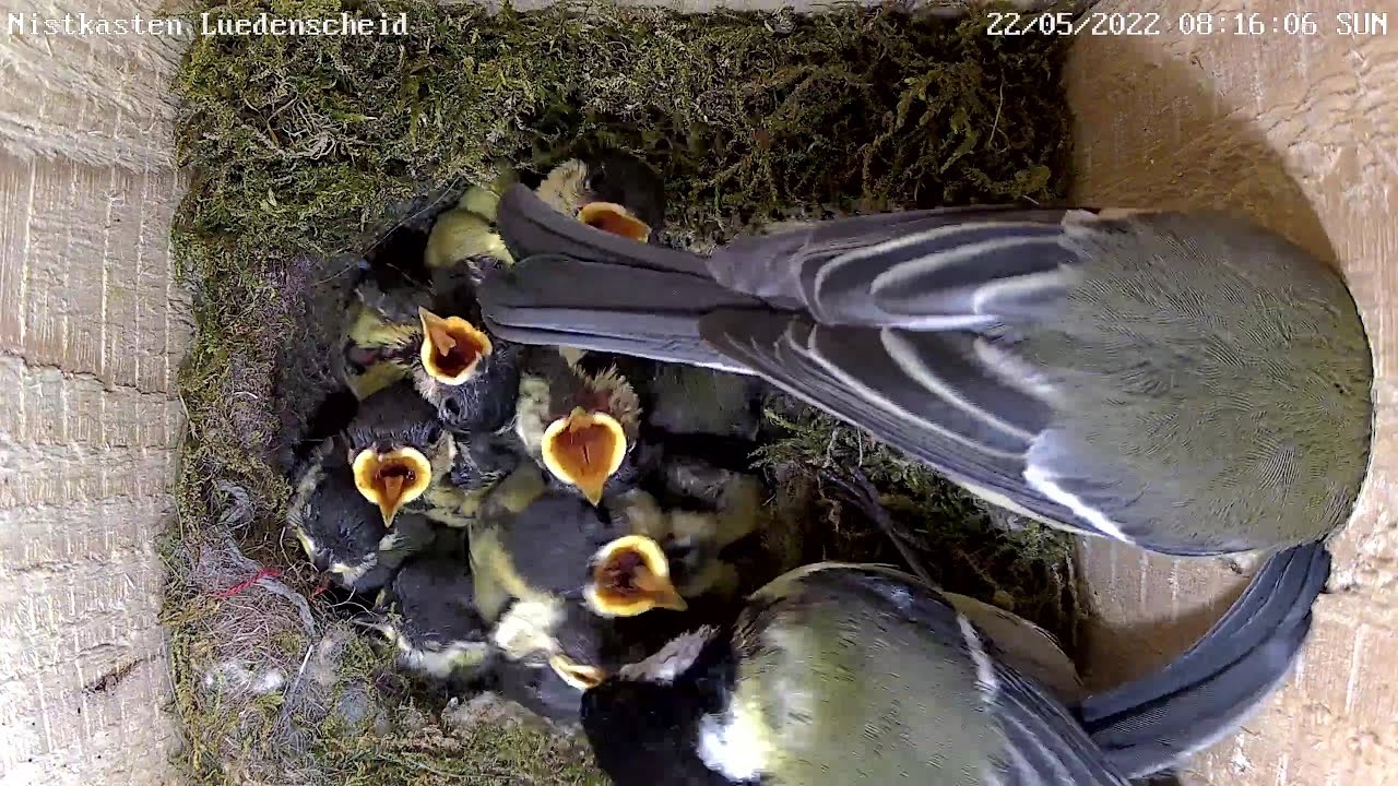 Aus 10 Fressmaschinen werden langsam Kohlmeisen - Tag 14 | 22.05.2022