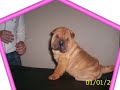 The Kioma�s Chinese Shar pei pups
