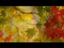 Arashiyama Music Video Trailer Arashiyama Music Video Trailer