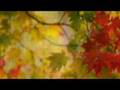 Arashiyama Music Video Trailer