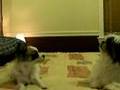 Talking dogs! LOL!!! Talking dogs! LOL!!!