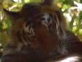 videos de Bengal Tiger facts 5 inch canines, 5 to 600 lbs, 10 feet long. Siberian Tiger 13 feet long.