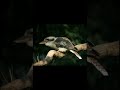 The Lyre Bird Imitating Sounds.