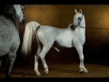 vid�o avec les photos de yann arthus bertrand. chevaux et citations