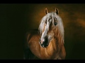 vid�o avec les photos de yann arthus bertrand. chevaux et citations