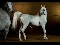 les chevaux de Yann Arthus Bertrand + citations