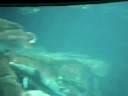 les poissons du biodome
