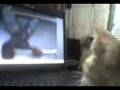 Balagbag The Pusa - Watching You Tube