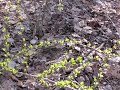 A Year on Dot Earth