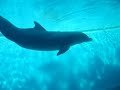 acquario di genova tra delfini, foche e pinguini acquario di genova tra delfini, foche e pinguini