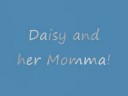 Daisy\