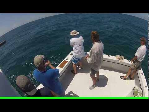 Nurse shark on medium tackle Nurse shark on medium tackle