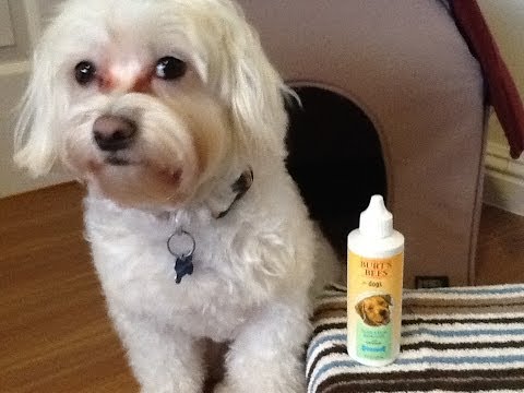 how to remove dog tear stains
