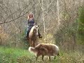 Palomino AQHA Mare under saddle Palomino AQHA Mare under saddle