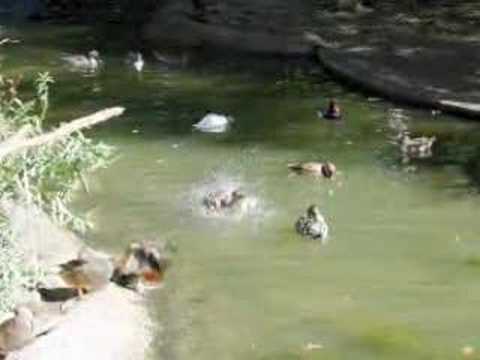 Lazy Daze (Paul Hardcastle)