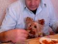 cane con la forchette