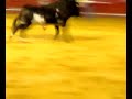 el raton en la plaza de toros de valencia 2008