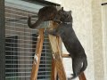 Foxman falls off a ladder