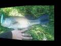 peche black bass landes 40 énormes trophées 3,100kg