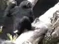 MONO RASCAHUELE