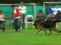 videos de COAPA 9 a 12 machos