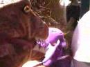 Trumpet the Dinopup & The Peter Pan Intenet Guy