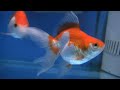Setting up a Goldfish Aquarium