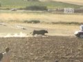 Bull Attacks Car