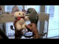parrot Marnie and teddy bear